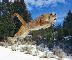 Puzle Puma pulando
