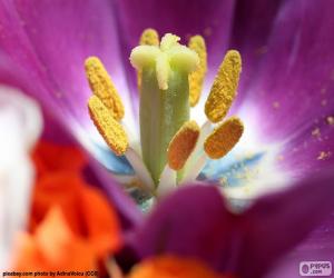 Puzle Pólen de uma flor