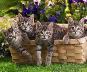 Puzle Quatro gatinhos em uma cesta