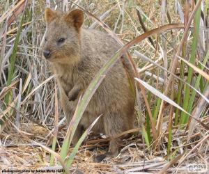 Puzle Quokka