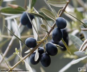 Puzle Ramo de oliveira preto