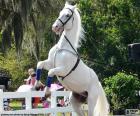 Lindo cavalo branco elevado