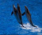 Grupo de golfinhos pulando