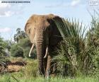 Um grande elefante na selva