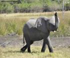 Elefante com o tubo em alta