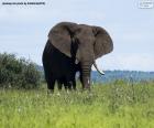 Grande elefante comendo grama na savana africana