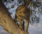 Leopardo ou onça sobre o ramo de uma árvore