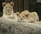 Leões jovens