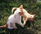 Gatinhos jogando