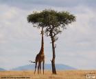 Girafa comer folhas de uma árvore solitária