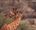 Duas girafas comendo folhas de um arbusto