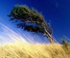 O forte vento atinge uma árvore