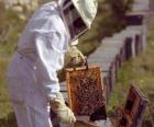 Apicultor trabalhando com vestuário especial na colméia para coletar mel