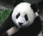 Urso panda