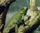 A iguana é um réptil e normalmente vive em árvores