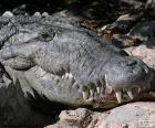 Cabeça de crocodilo com dentes grandes