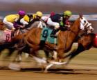 Turfe - Corrida de cavalos no hipódromo