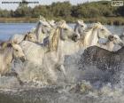 Manada de cavalos selvagens através da água