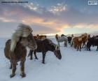 Um rebanho de cavalos selvagens no prado nevado durante um inverno frio