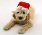 Filhote de cachorro elegante para celebrações do Natal com um chapéu