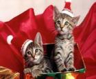 Dois gatos com Santa Claus chapéu em uma caixa para presente