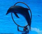 Saltos de golfinho por um anel