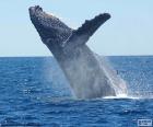 Baleia-jubarte ou baleia-corcunda, um animal solitário que vivie em mares do mundo todo
