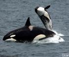 A orca, o maior animal da família dos golfinhos