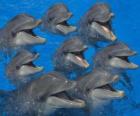 Grupo de delfins