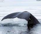 Grande rabo de baleia