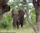 Grande elefante comendo grama em uma área arborizada