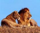 Leão e leoa
