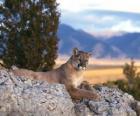 Suçuarana, puma, leão-da-montanha, cougar, jaguaruna, onça-parda, um grande felino solitário