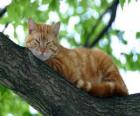 Gato repousando sobre o ramo de uma árvore