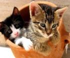 Dois gatos em um vaso