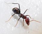 Formiga, um inseto que existe praticamente em todo o mundo