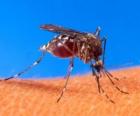 Mosquito com suas longas pernas e bico em forma de tromba