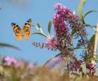 Borboleta voando sobre as flores