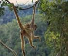 Macaco pendurado de umas lianas
