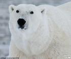 Cabeça de um grande urso polar é o único superdepredador do Ártico