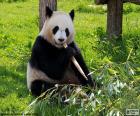 Urso panda sentado no chão comendo bambu