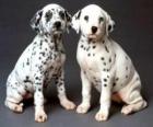 Dois cachorros dalmatian