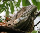 A cabeça impressionante de uma iguana grande