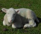 Cordeiro, anho ou borrego, uma pequena ovelha ou carneiro