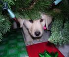 Cão escondido embaixo da árvore de Natal