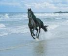 Cavalo, negro galopando na praia