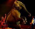 Elefante no circo