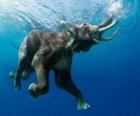 Elephant nadando