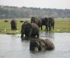 Grupo de elefantes em uma lagoa na savana