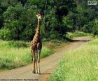 Girafa no meio de uma caminho no Kruger National Park, África do Sul